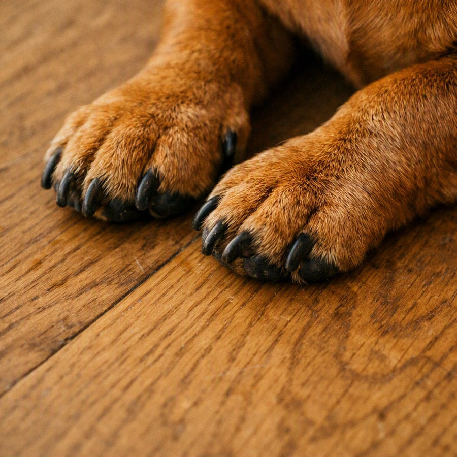 The Doxie Life brand imagery